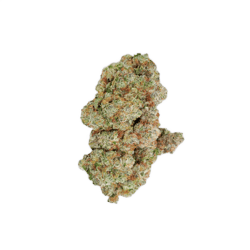 avaay Signature 31/1 OGC Ocean Grown Cookies